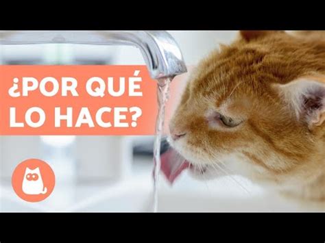 5 razones por las que tu gato no bebe agua y cómo solucionarlo