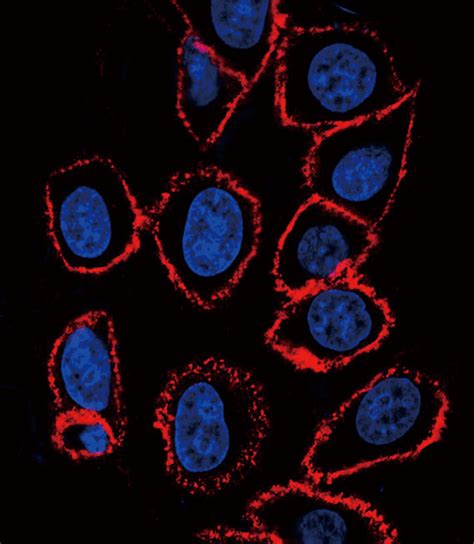 Anti Cd44 Antibody Mouse Anti Human Monoclonal Floifihcwb Lsbio