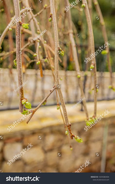 Naked Branches Mulberry Tree Bush Newly Stock Photo 1693580404