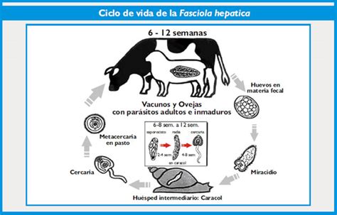 Fasciola hepática en rumiantes