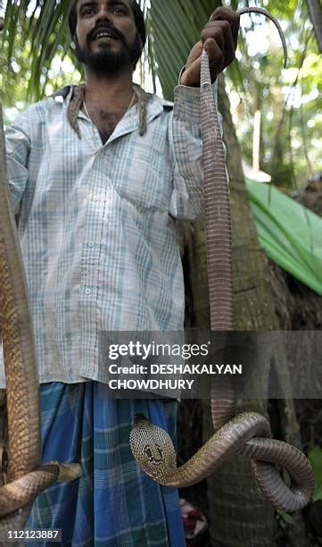 56 Forest Cobra Stock Photos High Res Pictures And Images Getty Images