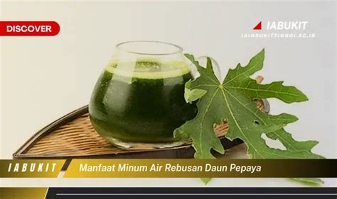 Banyak Yang Belum Tau Ini Dia 20 Manfaat Air Rebusan Daun Pepaya Yang