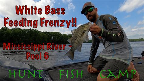 White Bass Feeding Frenzy Youtube