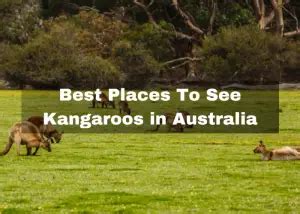 Top Best Places To See Kangaroos In Australia