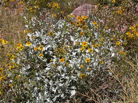 Encelia Farinosa Asteraceae Image At Phytoimages Siu Edu