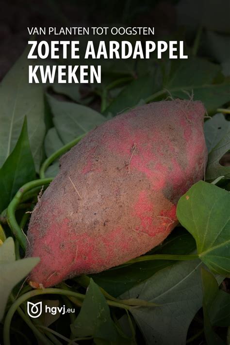 Wil Je Zelf Zoete Aardappel Kweken Onze Complete Gids Met Stappenplan