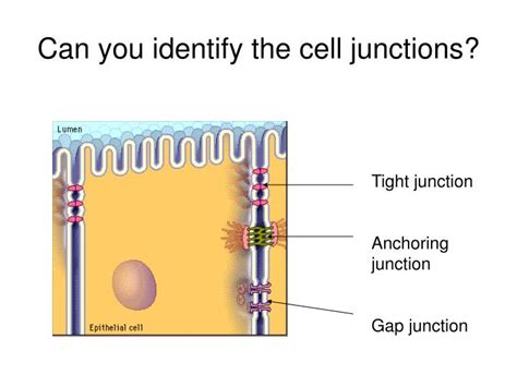 Ppt Cell Junctions Powerpoint Presentation Id4877246