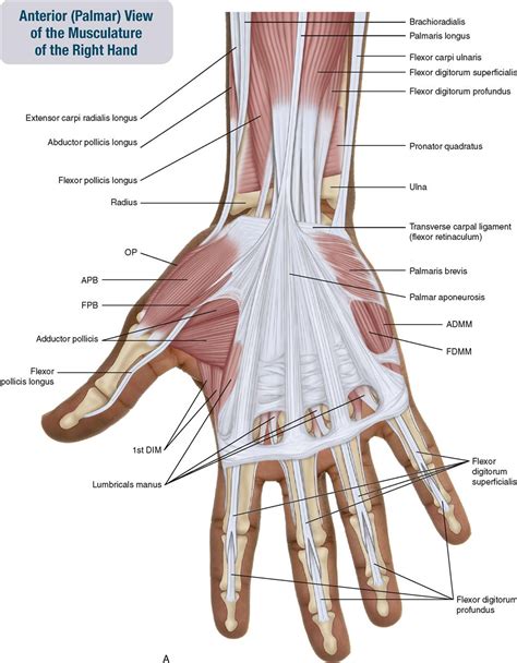 7 Muscles Of The Forearm And Hand Musculoskeletal Key