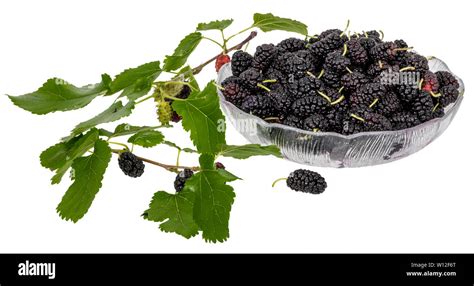 Un Cuenco Lleno De Moras Negras Decoradas Con Hojas De Morera Y Frutos