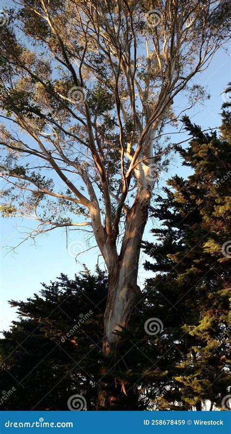 Vertical Shot Of A Karri Tree Eucalyptus Diversicolor With Pine Trees