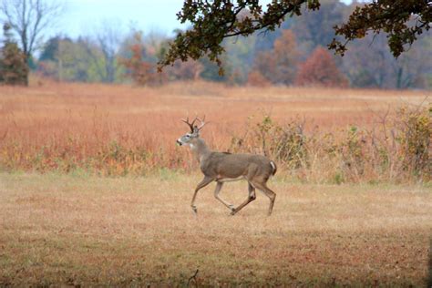 White Tailed Deer Facts And Information Hubpages