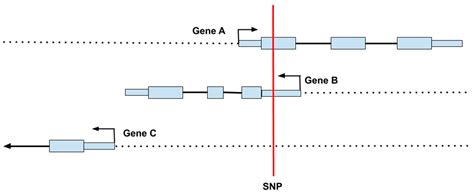 Nutrients Free Full Text Genomics In Personalized Nutrition Can You “eat For Your Genes”