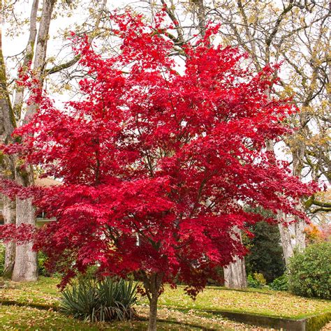 Maple Japanese Red Bloodgood John Renfroe Landscape Architect