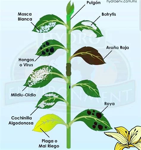 Como Combatir Y Prevenir Plagas En Tus Plantas 100 De Forma Ecologica Manos A La Huerta