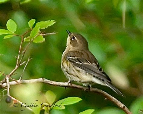 Yellow Rumped Warbler Femalejuvenile Photo Cynthia Crawford Photos