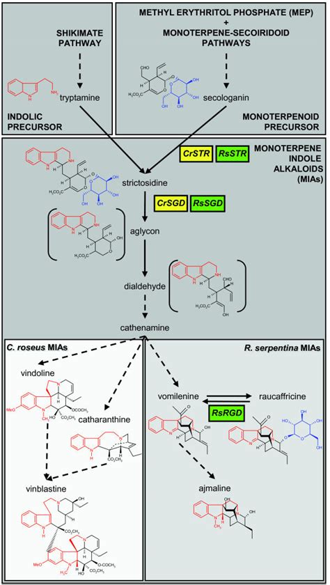 Monoterpene Indole Alkaloid Mia Biosynthetic Pathway Showing The