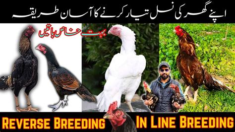 In Breeding Reverse Breeding Complete Process Breeding Expert Tips