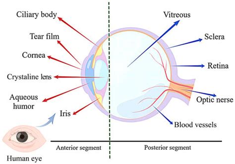 Anterior And Posterior Segment Of The Eye