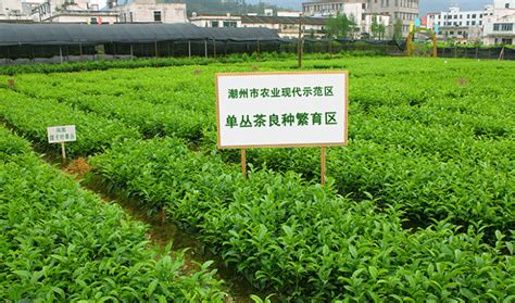 凤凰单丛（枞）茶 百科 茶文化网