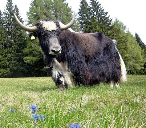 Animal A Day Yak