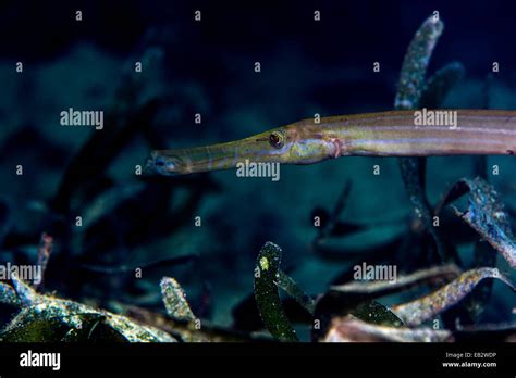 A Bright Pink Pipefish Swimming Above A Bed Of Seagrass Near A Tropical