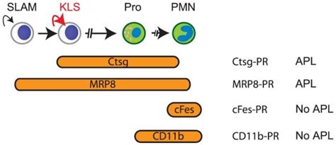 Murine Apl Requires The Expression Of Pml Rara In A Multipotent