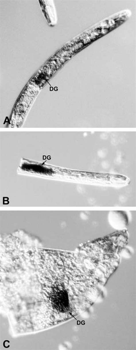 Structure Of Esophageal Gland Semantic Scholar