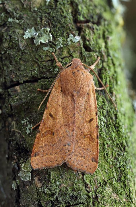 Bf Beaded Chestnut Agrochola Lychnidis Flickr