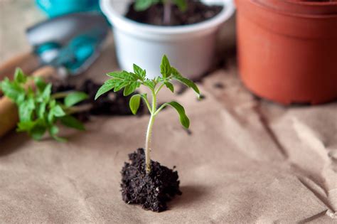 Transplanting Pricking Out Tomato Seedlings Plantura