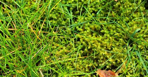 Moss In Lawn A Complete Removal Guide