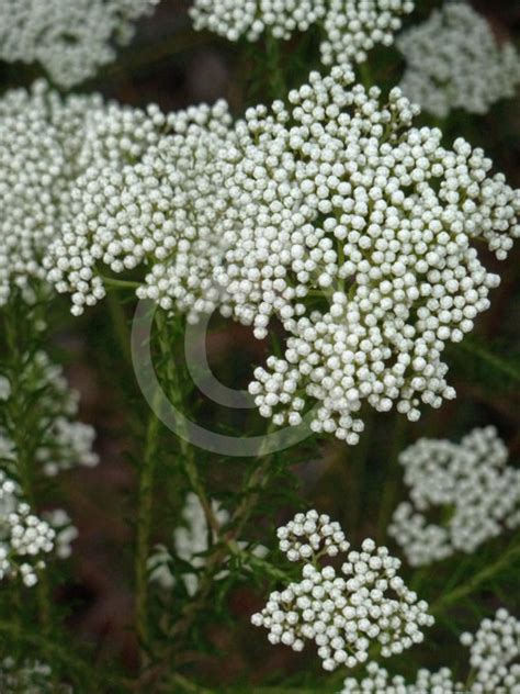 Ozothamnus Diosmifolius Pill Flower Ball Everlasting Sago Flower