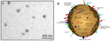 Progress in Exosome Isolation Techniques | Exosome RNA