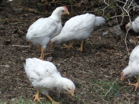 Help Sexing Leghorns Pullets Backyard Chickens Learn How To Raise Chickens