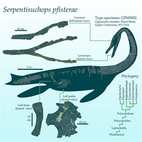 New Plesiosaur Species Unearthed In Wyoming Scinews