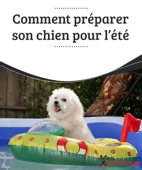 Comment Pr Parer Son Chien Pour L T Mes Animaux Chien Animaux