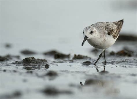 Sanderling From Punta Rassa FL 33908 USA On August 13 2022 At 07 36