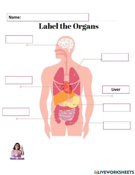 The Human Body Internal Organs Worksheet Live Worksheets