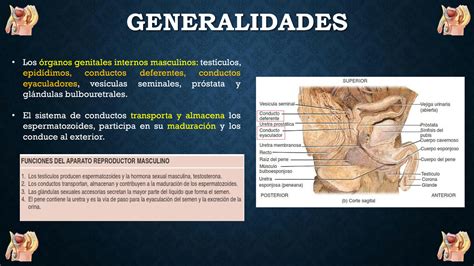 Solution Resumen De La Morfofisiolog A Del Epid Dimo Y Conductos Del