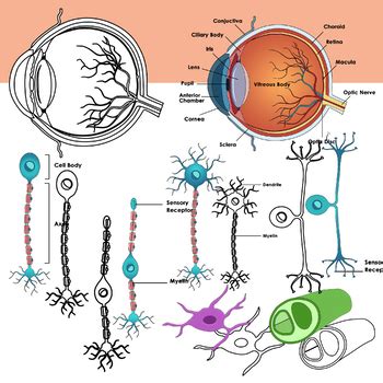 Nervous System Anatomy Clipart Nerves Neurons And Reflex Clip Art