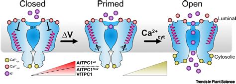 Tpc Vacuole Sv Channel Gains Further Shape Voltage Priming Of