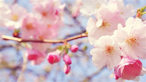 Peach Flowers Wallpapers - Top Free Peach Flowers Backgrounds ...