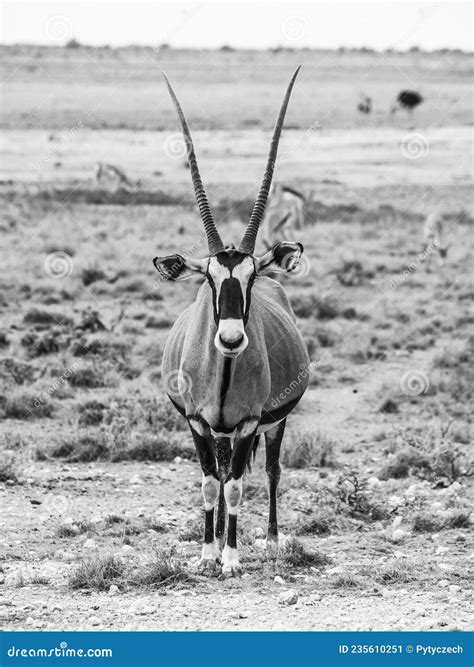 Front View Of Gemsbok In African Savanna Stock Image Image Of Horned