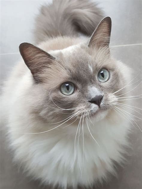 Cute Grey And White Cat Looking Upwards Grey And White Cat Cat