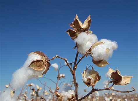 Tucson Az Cotton