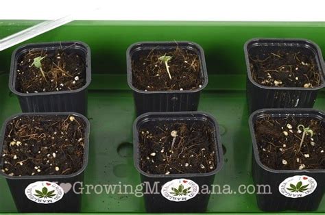 The Best Way To Germinate Cannabis Seeds