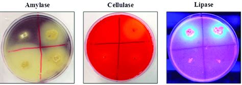 Enzymatic Activity Of Amylase Cellulase And Lipase On Agar Plate Download Scientific Diagram