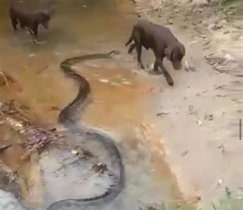 V Deo Mostra Sucuri Armando Ataque Para Cachorros Que Descansavam Em