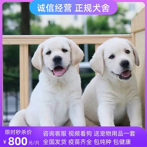 出售纯种拉布拉多幼犬活体宠物狗狗拉不拉多犬导盲犬双血统大骨架虎窝淘