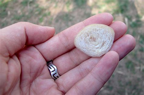 Fish Otoliths Rings In Their Ears