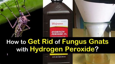 How Can I Get Rid of Fungus Gnats with Hydrogen Peroxide?